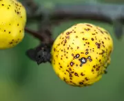 Schurft bij planten