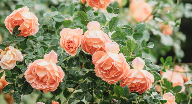 Veelgestelde vragen over rozen