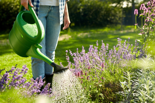 7 tips voor wijs omgaan met water in de tuin