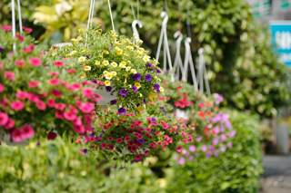 Hangpetunias