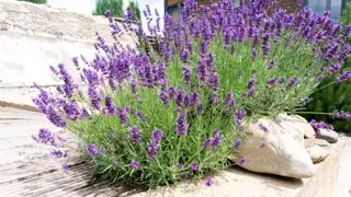 De voordelen van inheemse planten in uw tuin