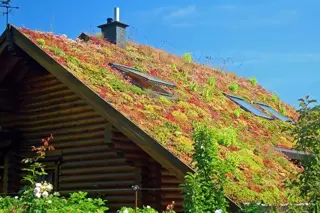 Een groen dak in 5 stappen