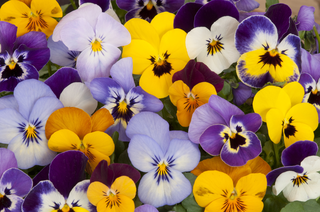 violen