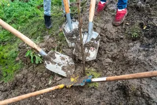 Het Vergeten Plantseizoen