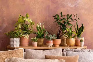 Kamerplanten zorgen voor meer sfeer in huis