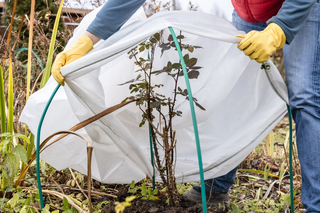 Planten beschermen tegen kou en vorst