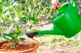 Potplanten verzorgen in juli