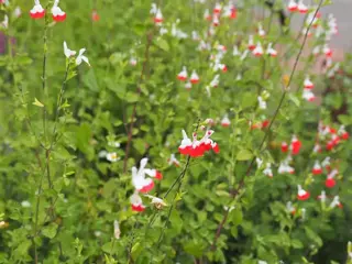 Salvia: tuinplant van het moment