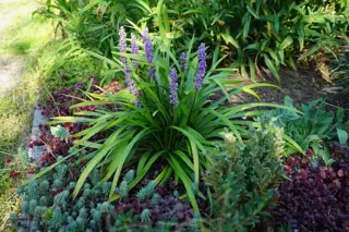 Vaste planten voor de border