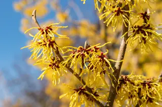 Winterbloeiers voor meer kleur
