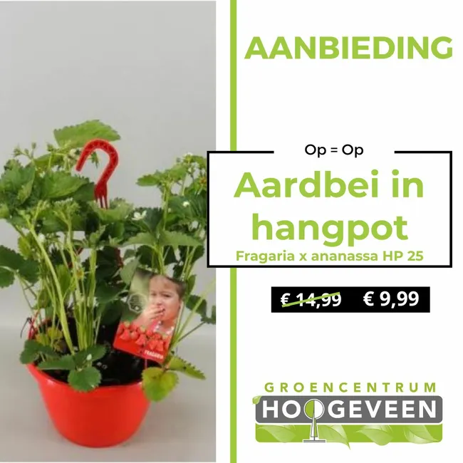 Aardbei