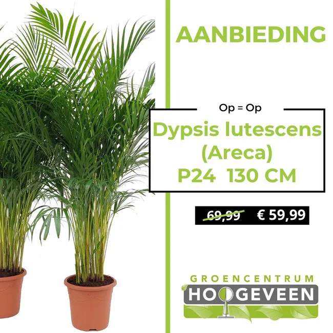 Areca Palm
