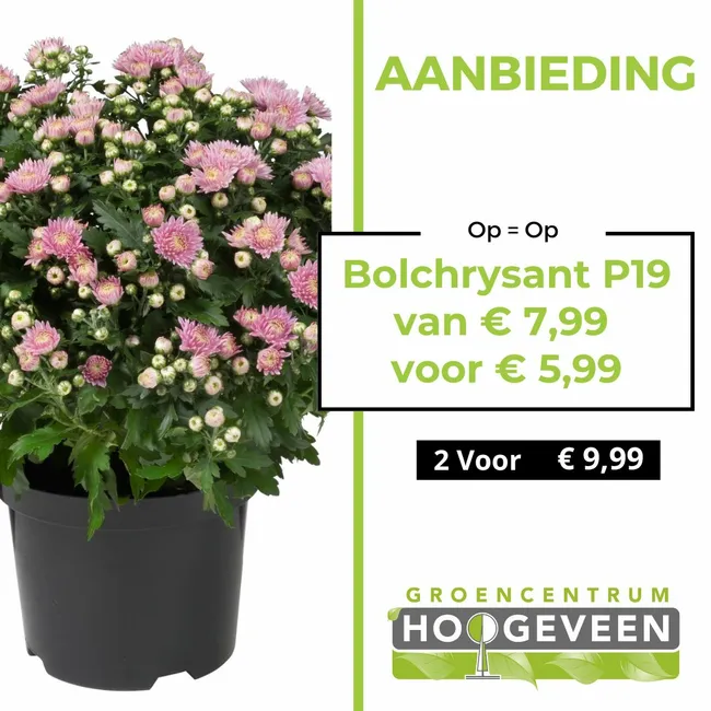Bolchrysant