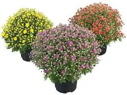 bolchrysant p19