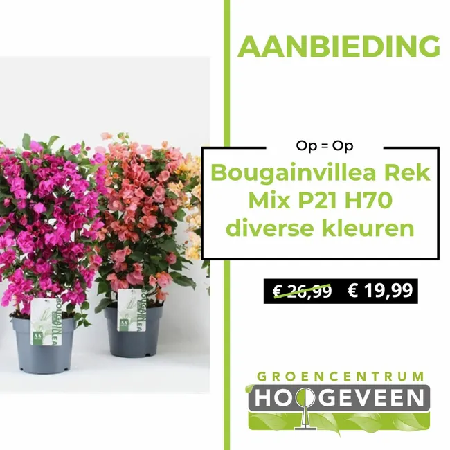 Bougainvillea