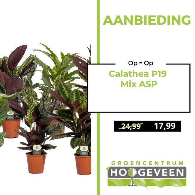 Calathea P19 Mix