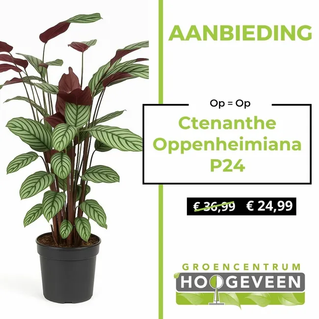 Ctenanthe