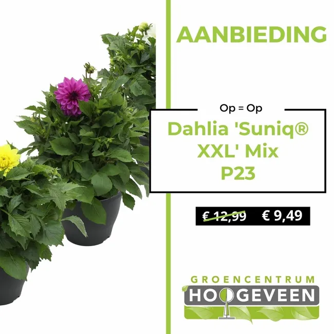 Dahlia