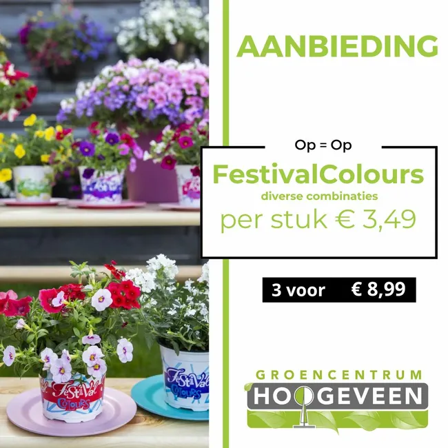 Festival Colours
