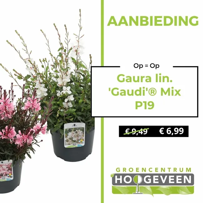 Gaura