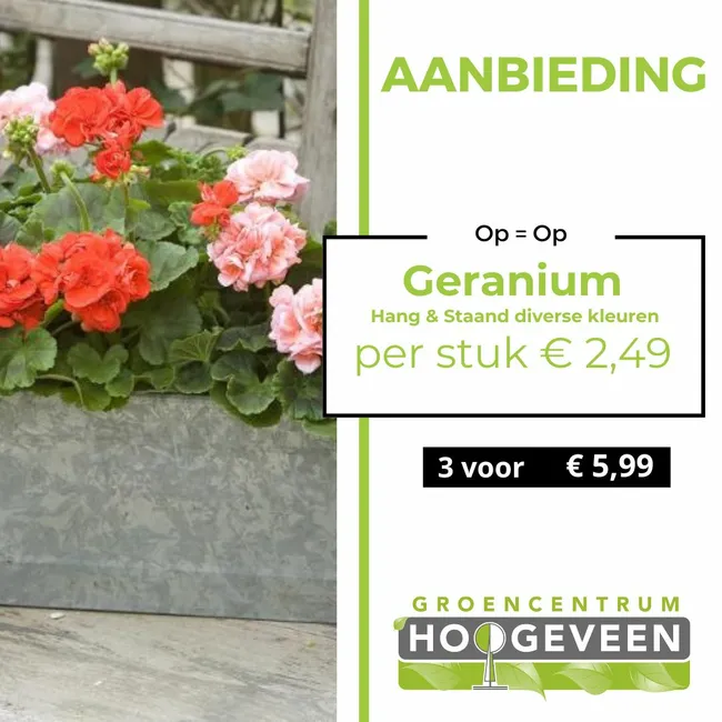 Geraniums