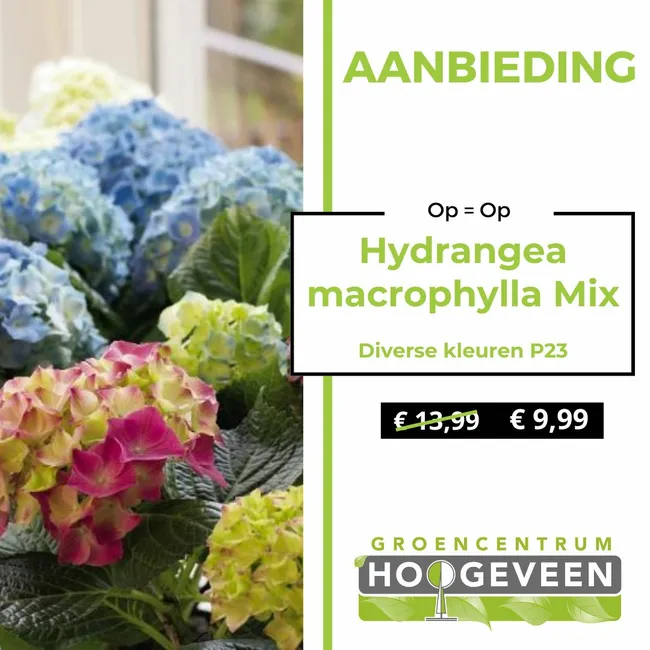 Hortensia
