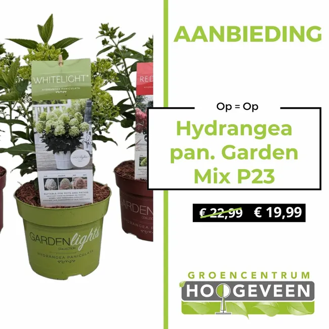 Hortensia