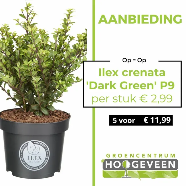 Ilex crenata