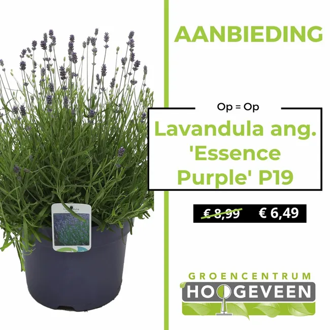Lavendel