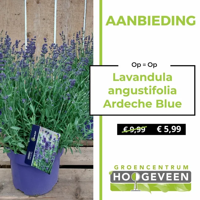 Lavendel