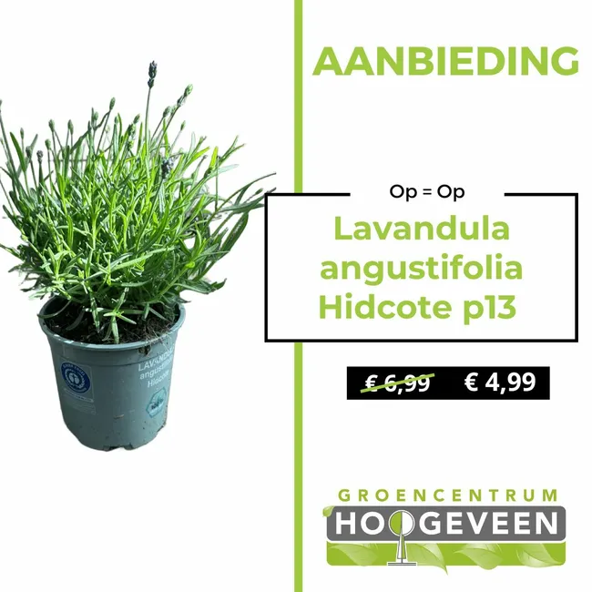 Lavendel