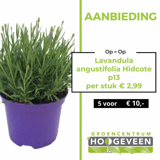 Lavendel