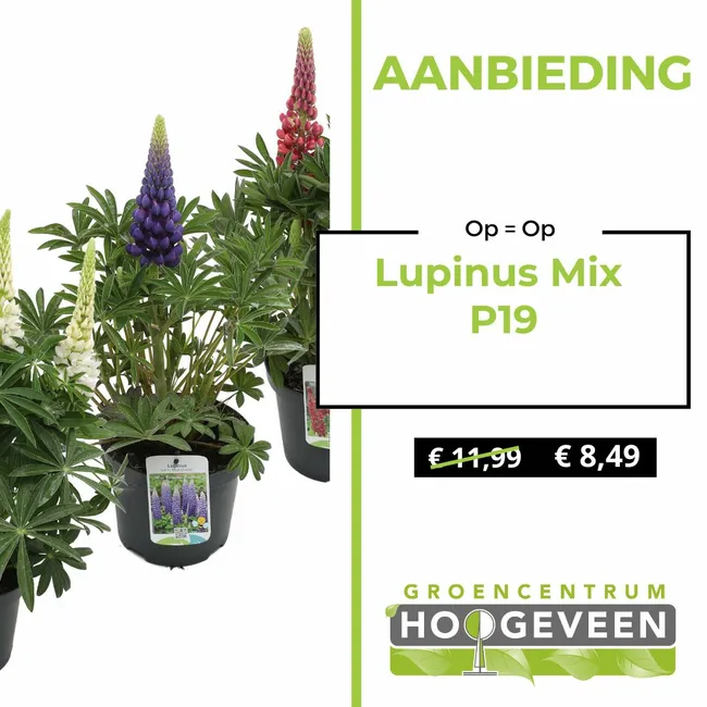 Lupinus
