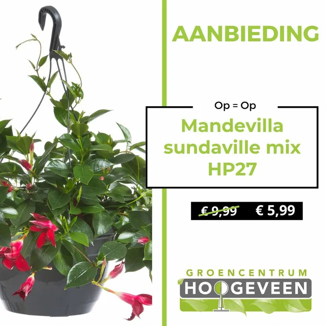 Mandevilla