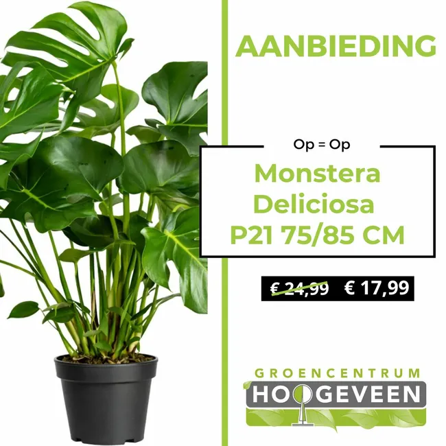 Monstera