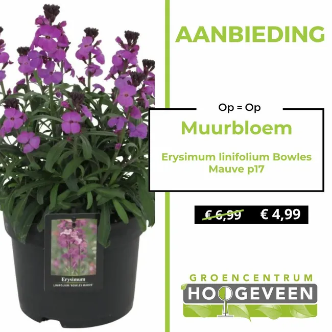 Muurbloem