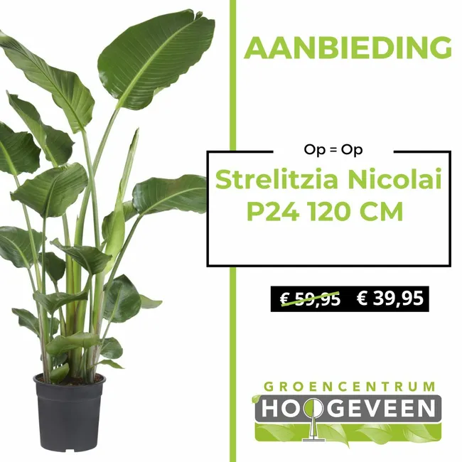 Paradijsvogelplant