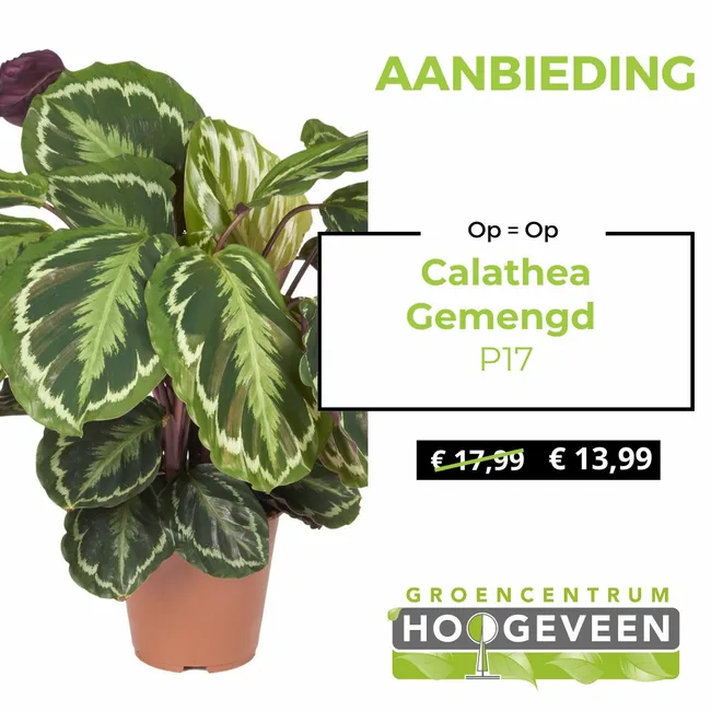 Pauwenplant