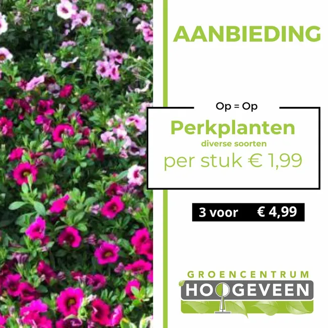 Perkplanten