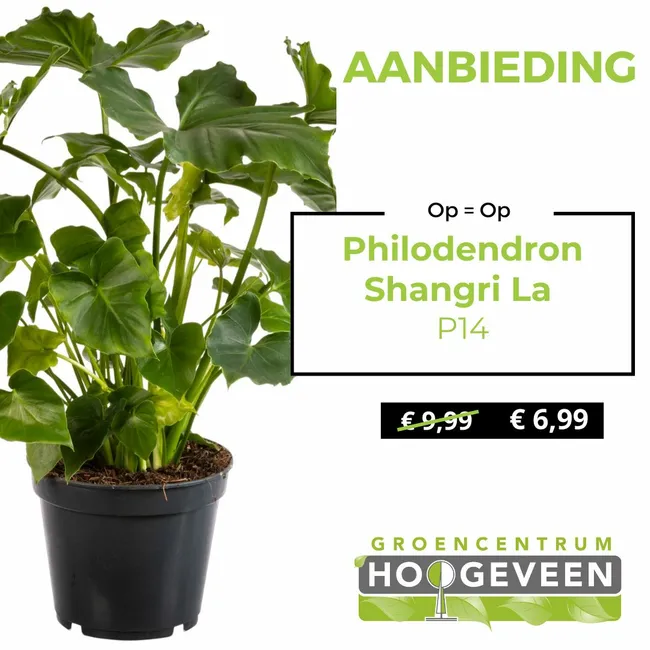 Philodendron