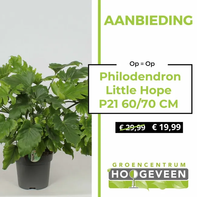 Philodendron