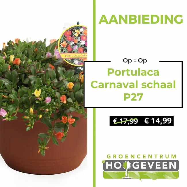 Portulaca