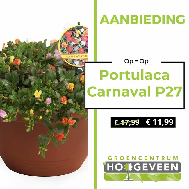 Portulaca Carnaval