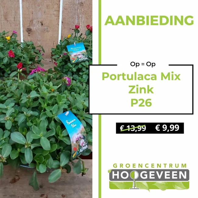 Portulaca Mix Zink