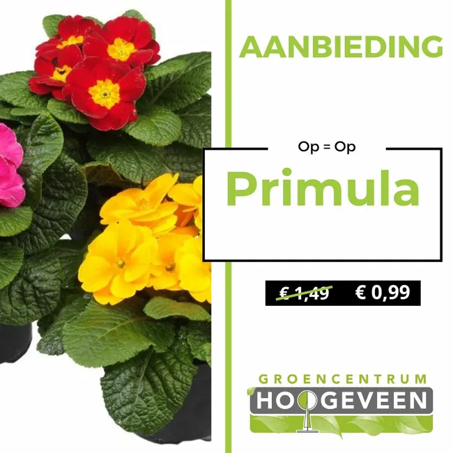 Primula