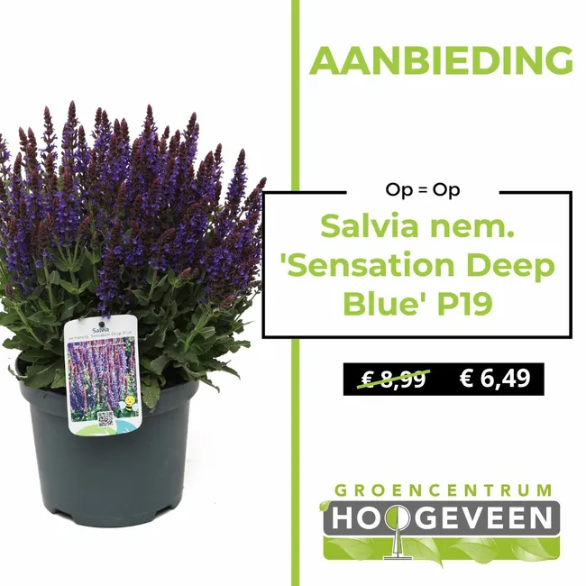 Salvia