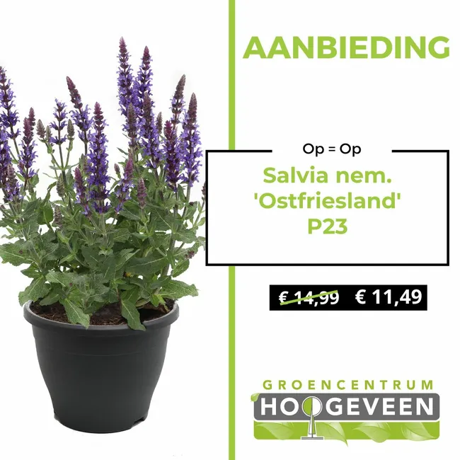 Salvia