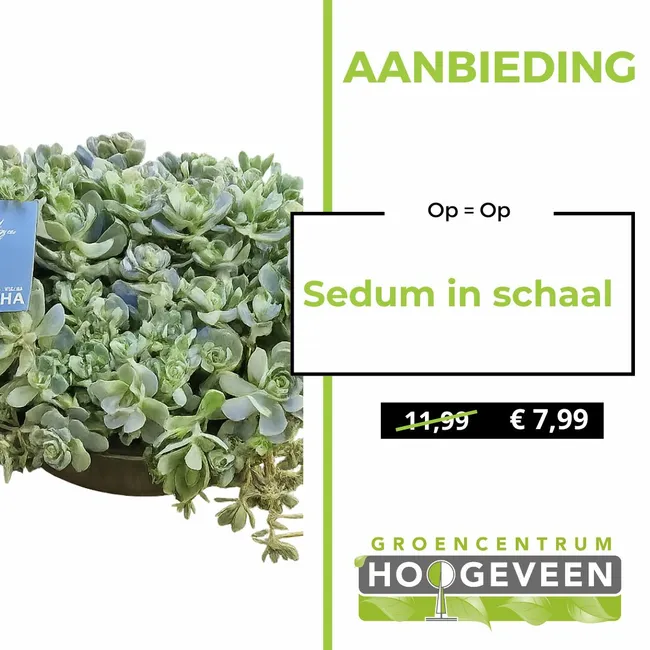 Sedum