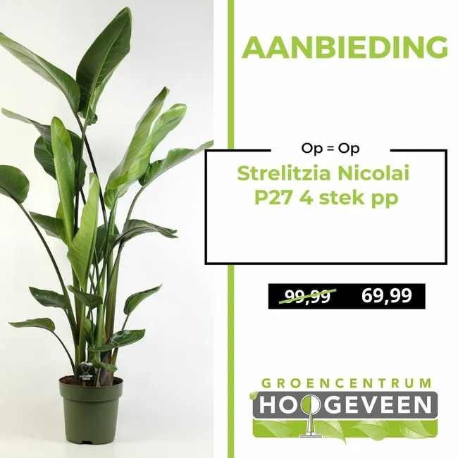 Strelitzia Nicolai P27