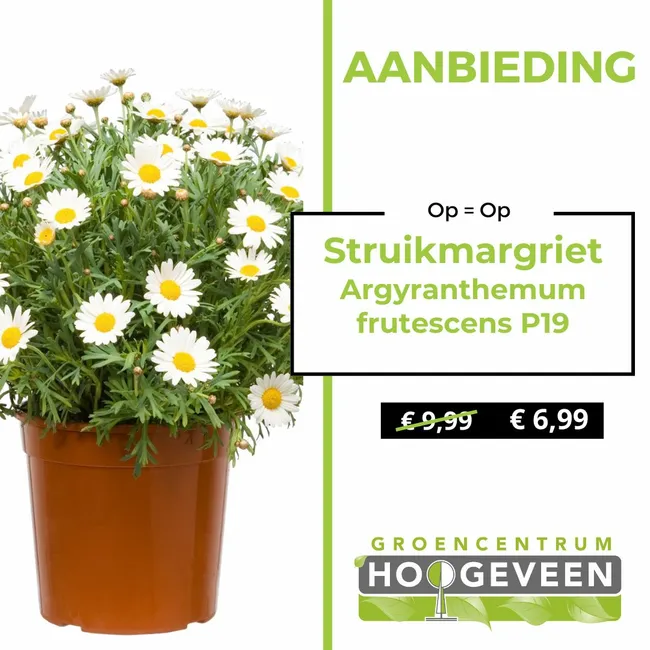 Struikmargriet